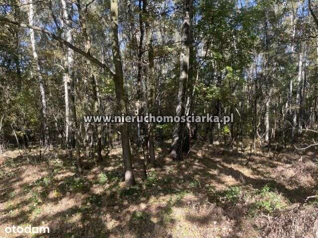 Działka leśna 1,54 ha Czyżowice ul. Gorzycka - Pełny obrazek: 5/8