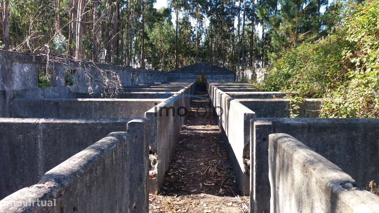 Terreno Rústico com 14.000 m² em Olival - Grande imagem: 4/8