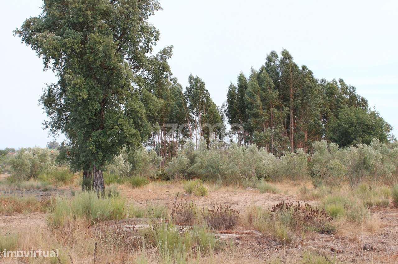 Terreno Rústico com Olival em Paranhos da Beira, Seia - Grande imagem: 5/16