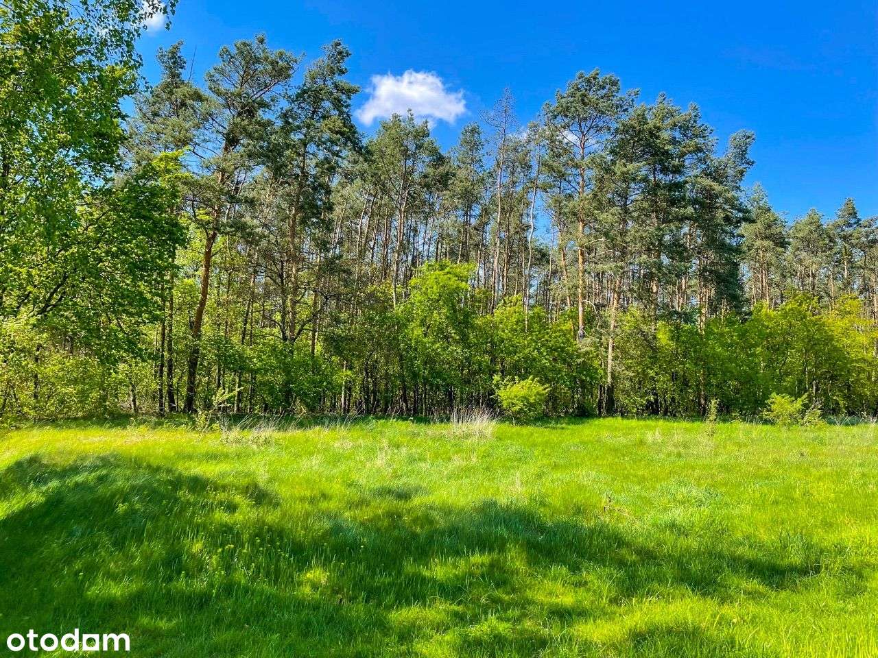 Działka leśna z kawałkiem polany !! BABKI 21001m2 - Pełny obrazek: 3/5