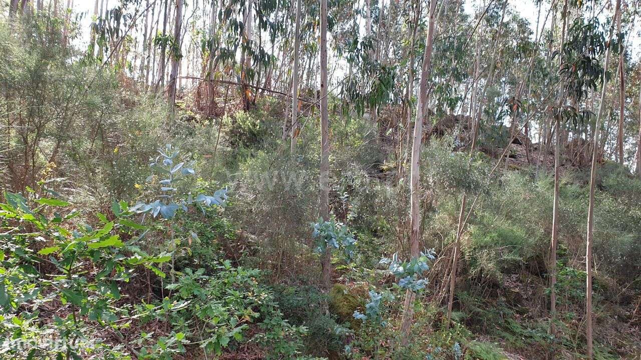 Terreno com 29.980 m2 em Cabeceiras de Basto - Grande imagem: 4/14