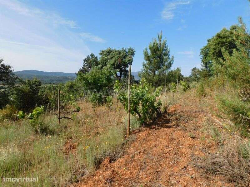 Terreno Rústico / Fundão, Vales Pêro Viseu - Grande imagem: 3/8