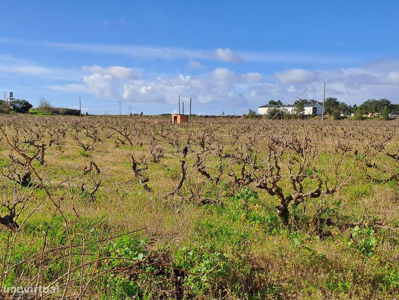 Terreno para construção ou para Quinta própria - Grande imagem: 5/23