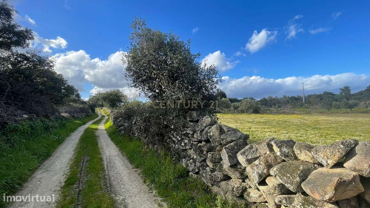 Terreno Rústico | Escalos de Cima, Castelo Branco - Grande imagem: 3/4