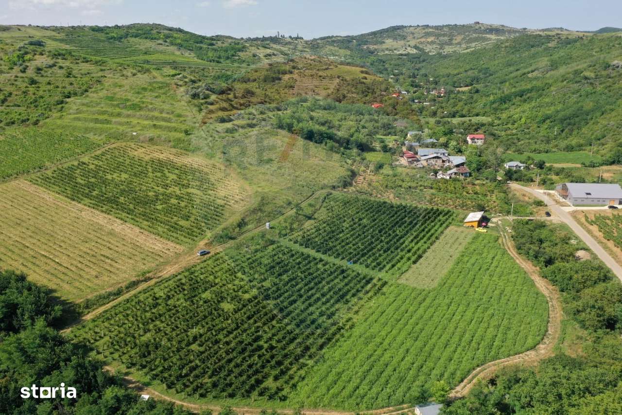 Oportunitate de investitie - Teren de vanzare I 4 ha I certificat ECO - Imagine principală: 1/7