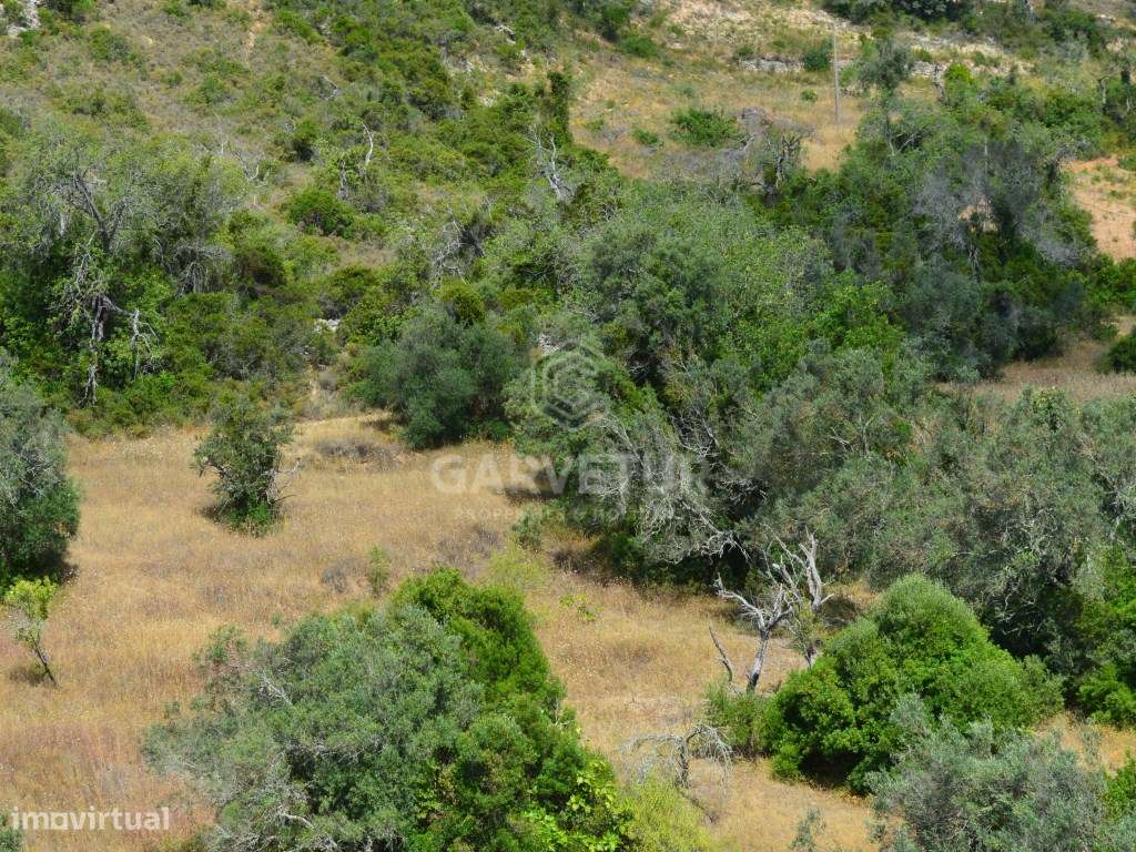 Terreno de 9.654m2 com ruína, Loulé, Algarve - Grande imagem: 1/15