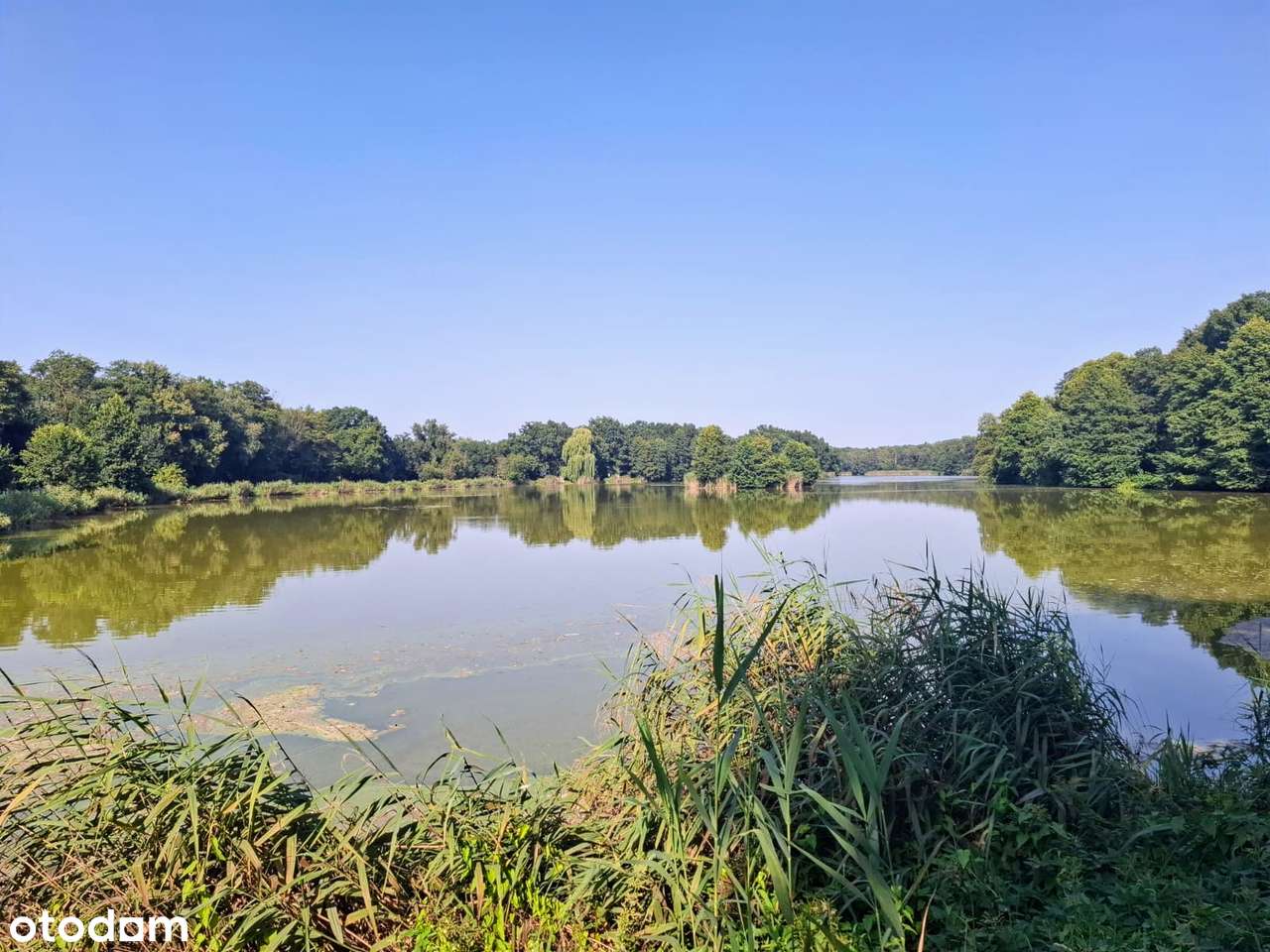 Działka budowlana, Boguszyce, 5 minut od Oleśnicy, dobry dojazd - Pełny obrazek: 5/10