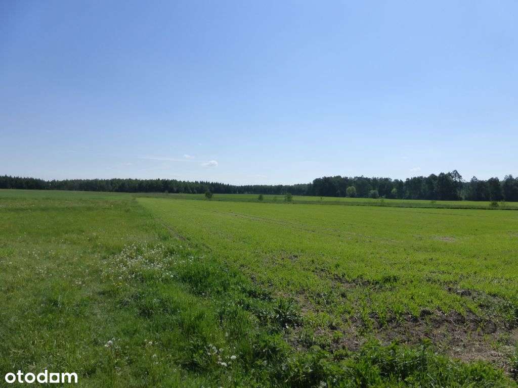 Działka rolna 43 440 m2 z MPZP z możliwością zabudowy siedliskowej - Pełny obrazek: 5/17