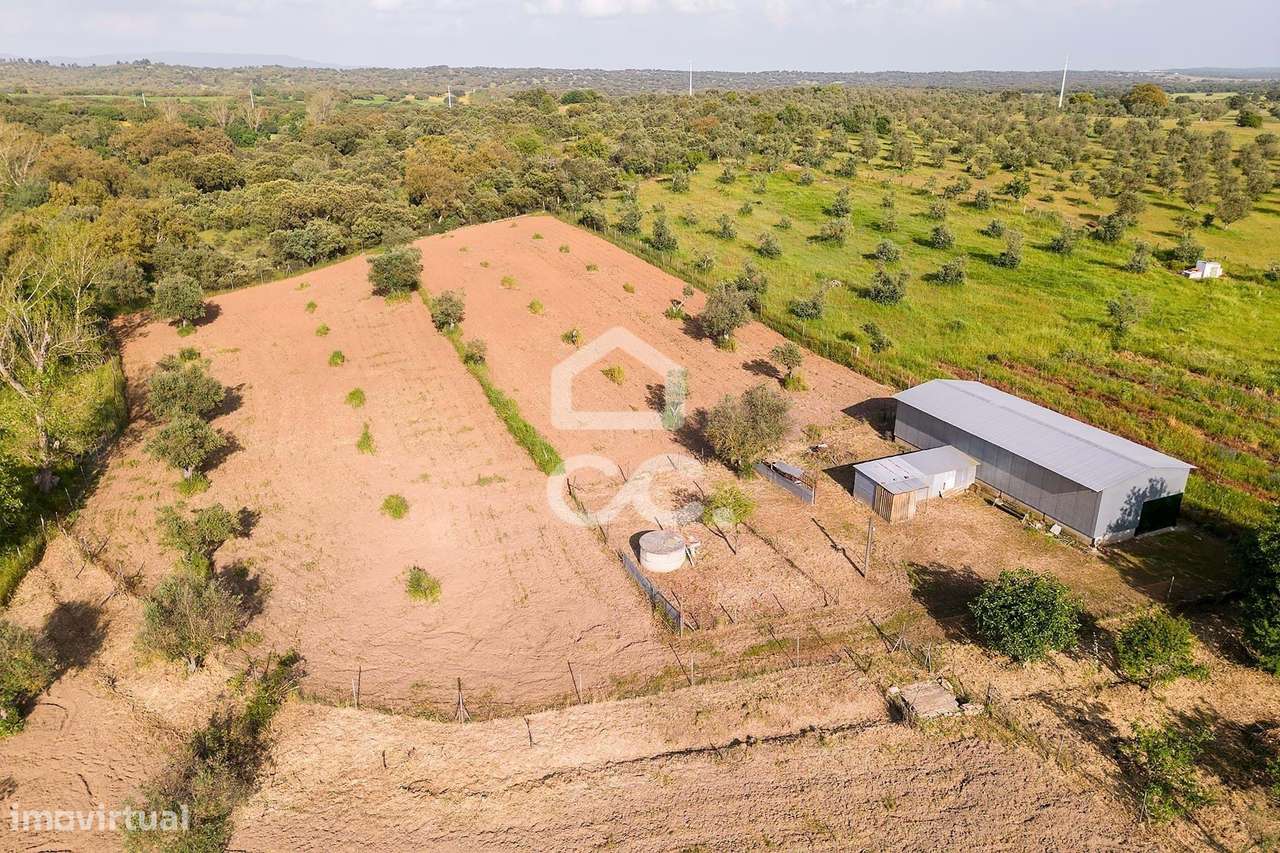 Quinta de 9250m2 c/ Moradia T4 térrea, anexo e armazém | Azaruja-58