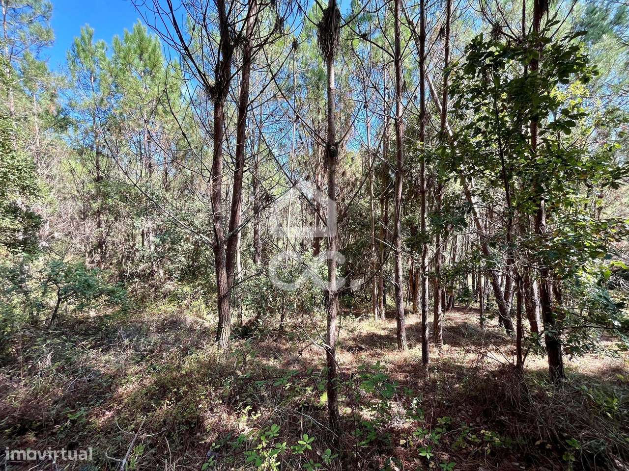 Terreno para venda-Casal do Clérigo (Salir de Matos) - Grande imagem: 4/20