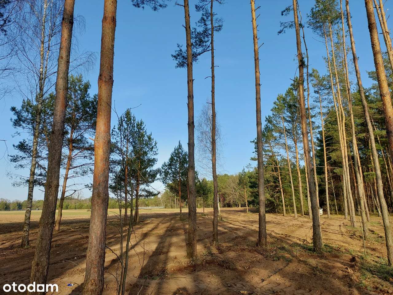 Rogóźno 1261m2 piękna działka blisko rzeki i lasu - Pełny obrazek: 4/12