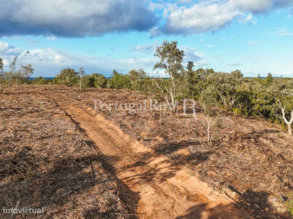 Herdade Florestal com 66ha confinante com o Rio Tejo - Grande imagem: 4/34