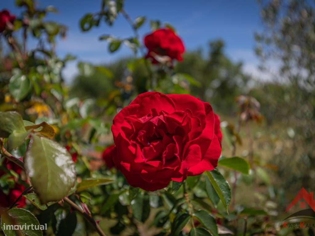Herdade do Barranco-43