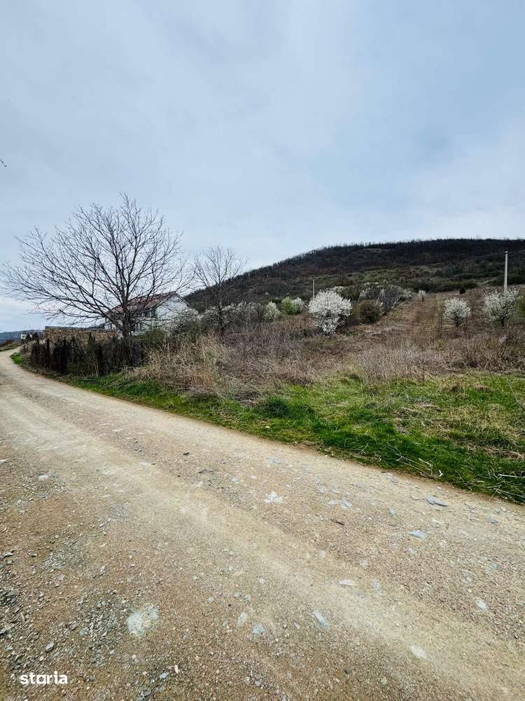 AV644 Teren intravilan, BERZASCA-DUNARE, 6042mp - Imagine principală: 4/9