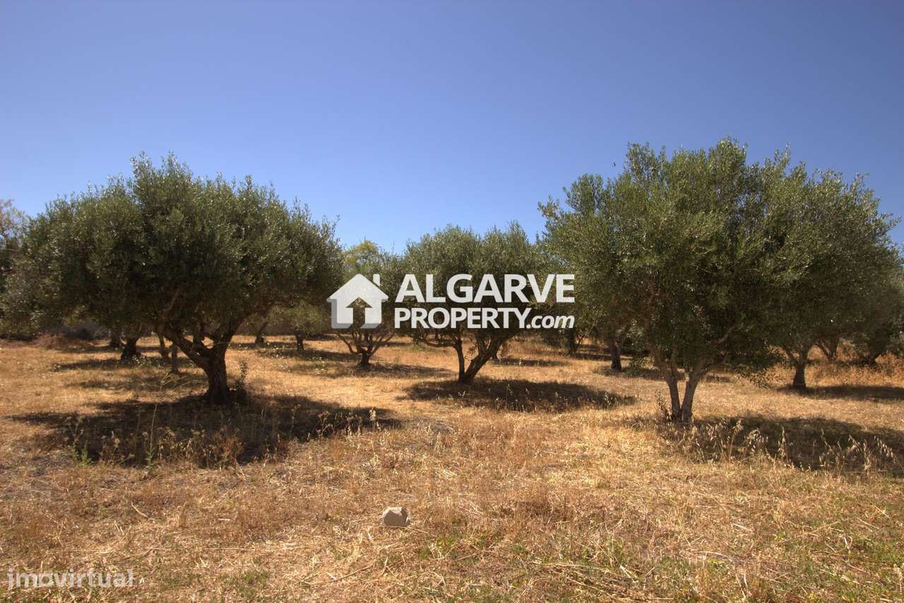 São Brás de Alportel - Terreno com projecto para construção de 2 morad - Grande imagem: 5/12