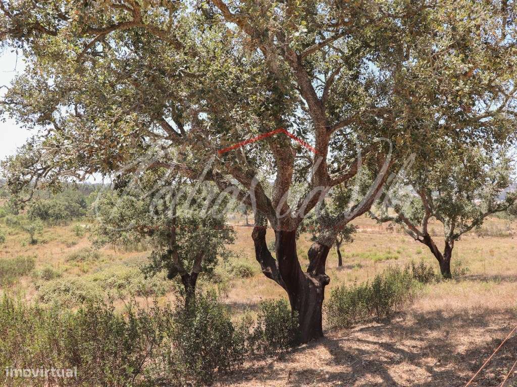 Quinta de 25ha com projeto aprovado - São Teotónio - Odemira-7