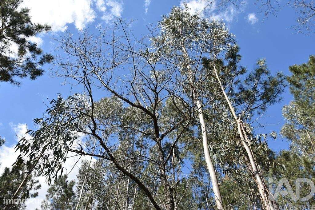 Terreno em Rio de Couros e Casal dos Bernardos de 7590,00 m2 - Grande imagem: 5/29