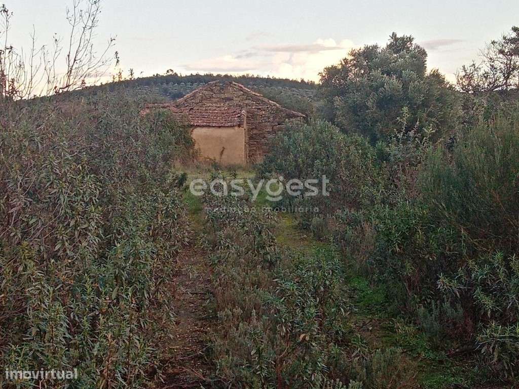 Excelente Terreno Rústico de 30200 m2 na freguesia de Castelo Branco - Grande imagem: 5/18