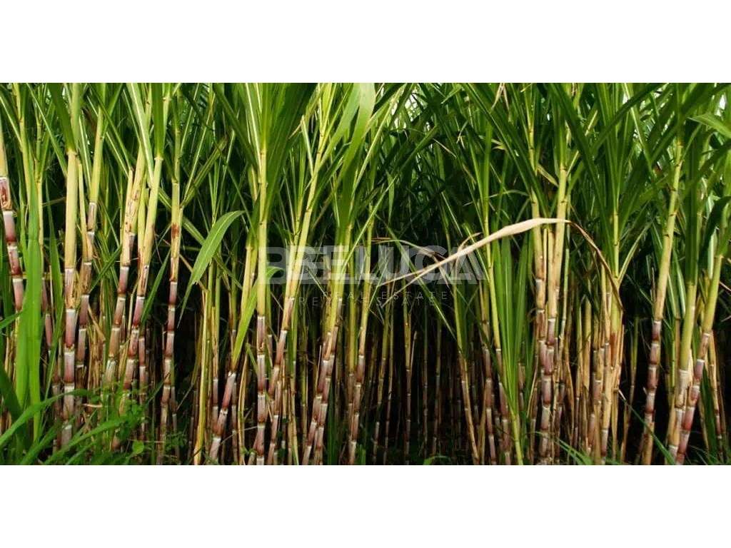 TERRENO COM 2110 m² | CAMINHO DO TERÇO (Cª LOBOS)-35