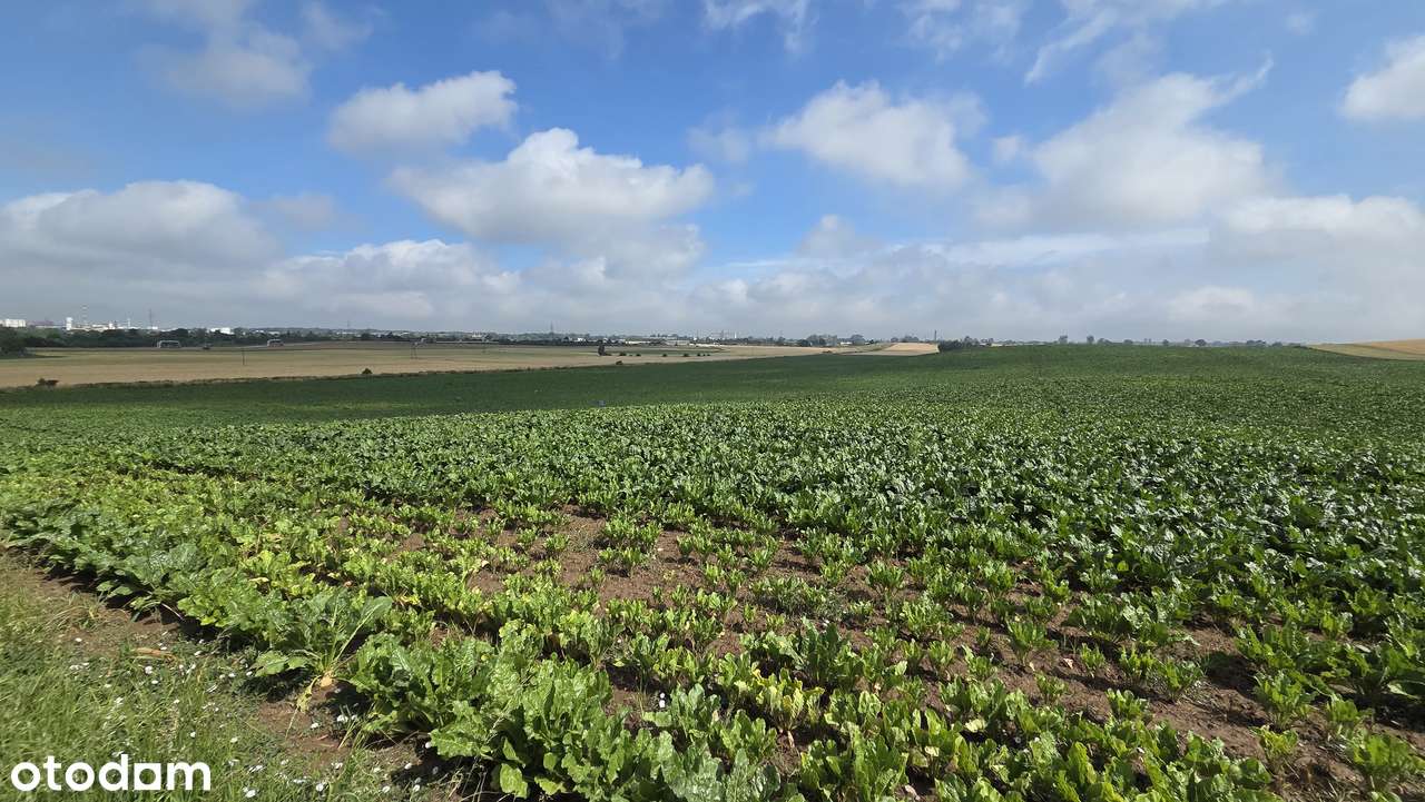 Działki na sprzedaż Nowa Wieś ul. Magnoliowa / Warunki zabudowy/Media - Pełny obrazek: 5/10
