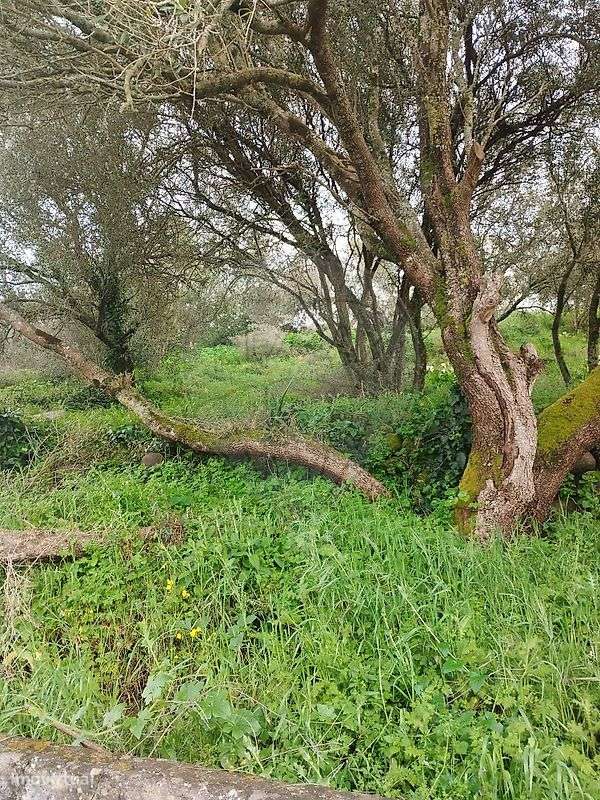 Terreno  para venda - Grande imagem: 2/4