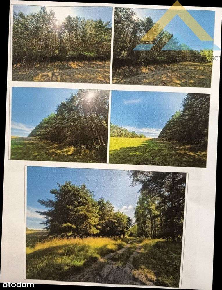 Działka leśna w Chłopowie 3,24 ha , 230 tys.!-8