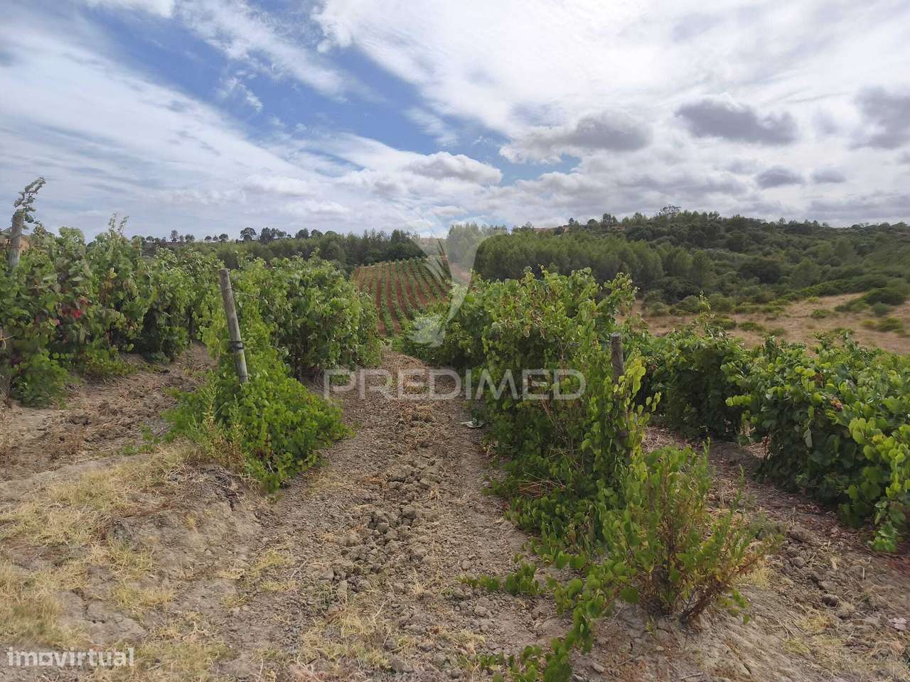 Terreno Rustico Vinha Produtiva - Grande imagem: 5/9