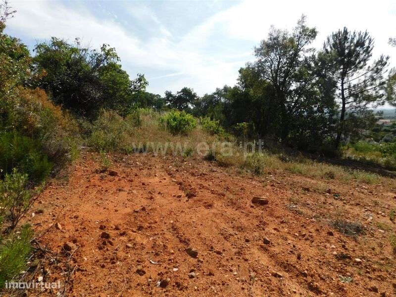 Terreno Rústico / Fundão, Vales Pêro Viseu - Grande imagem: 5/8