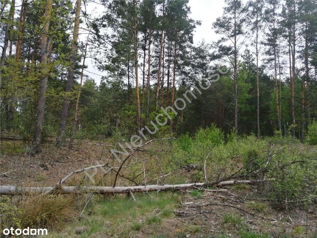 Nieruchomość nad rzeczką z dala od sąsiadów - Pełny obrazek: 5/13