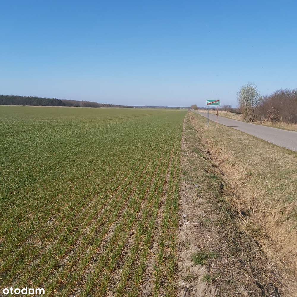 Nienawiszcz, rola, blisko Rogoźna, pod inwestycję-3