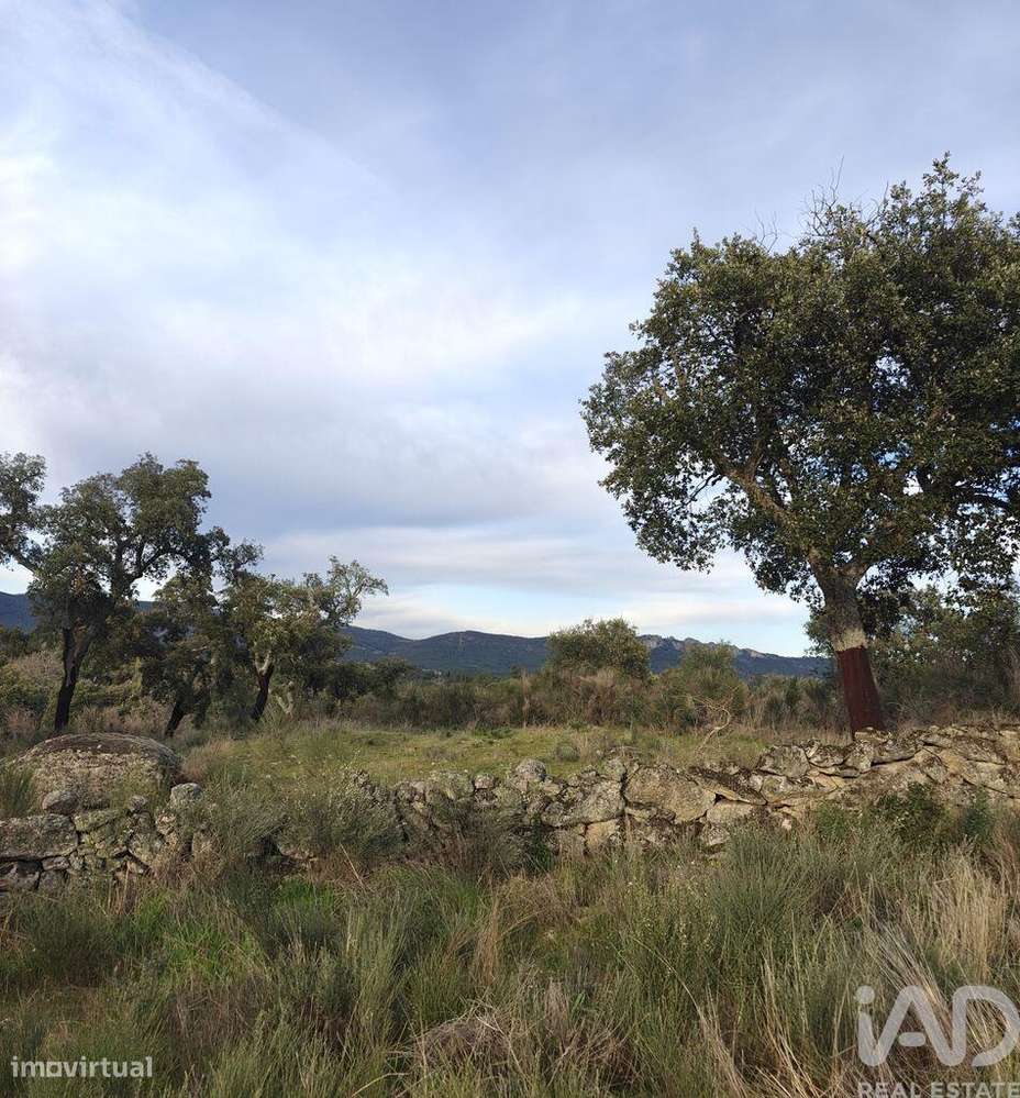 Terreno em Monsanto e Idanha-a-Velha - Grande imagem: 4/6