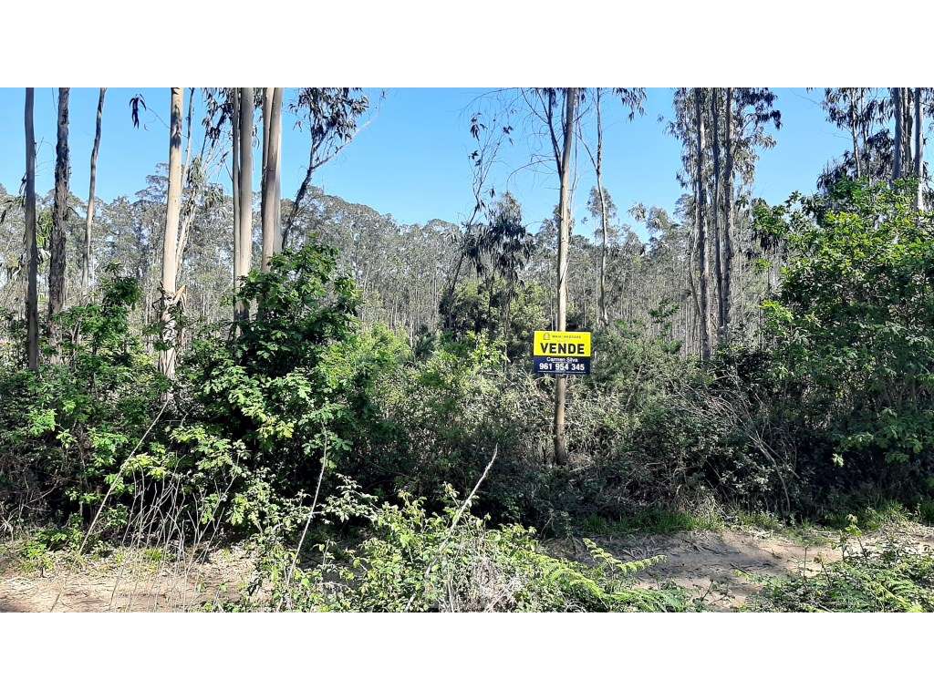 Terreno Rústico - São João, Ovar - Grande imagem: 5/6