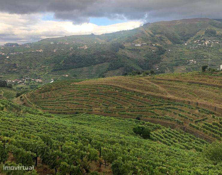 Venda de Quinta - Vistas do rio Douro-9