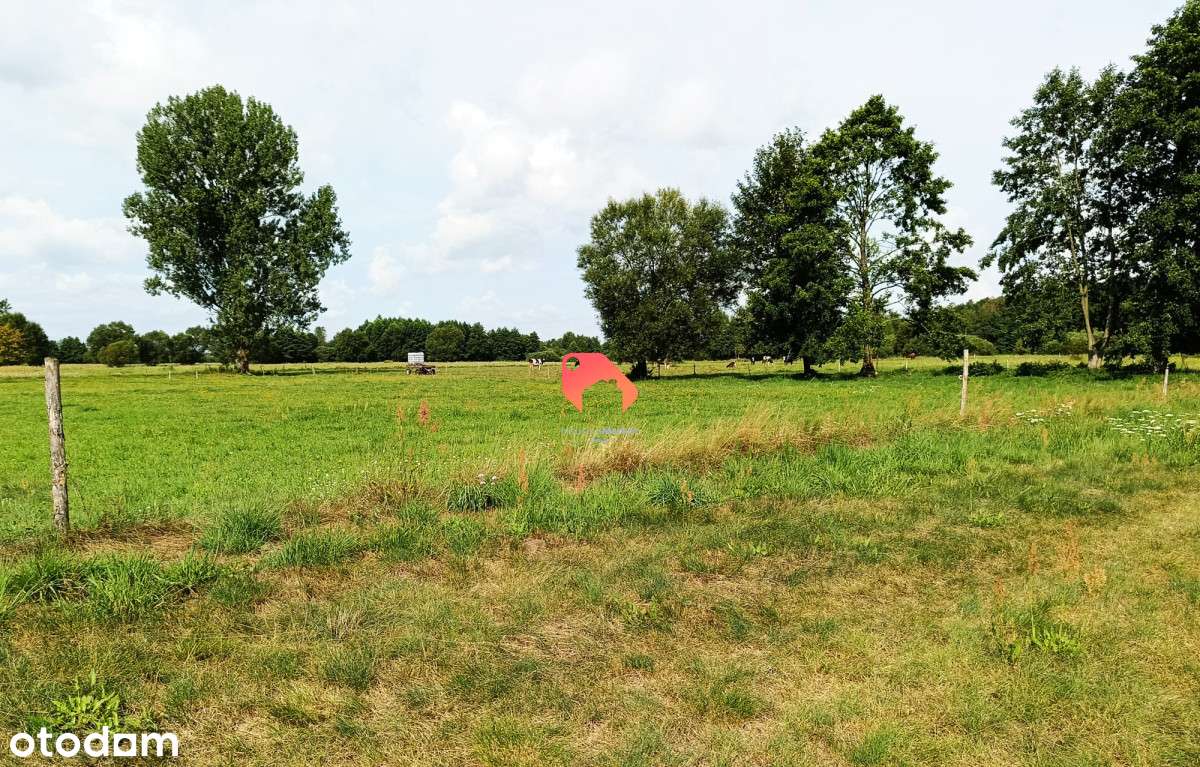 Polichno Piękna Działka Nad Notecią  3,5Ha - Pełny obrazek: 5/7