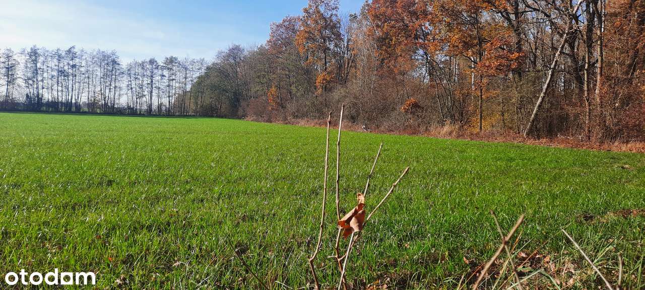 7 działek REZYDENCJONALNYCH  PRZY LESIE  1614m2 do 2610m2 podatek VAT-7