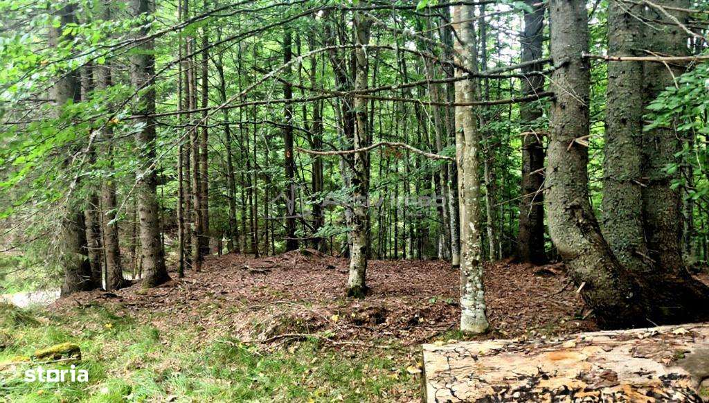 Teren 7 ha, Lac Vidraru, Podis Molivis-3