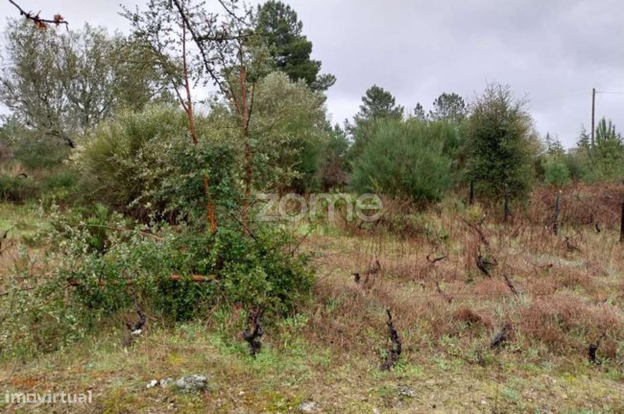 Terreno Urbanizável com Olivais| Riodades | São João da Pesqueira - Grande imagem: 5/30