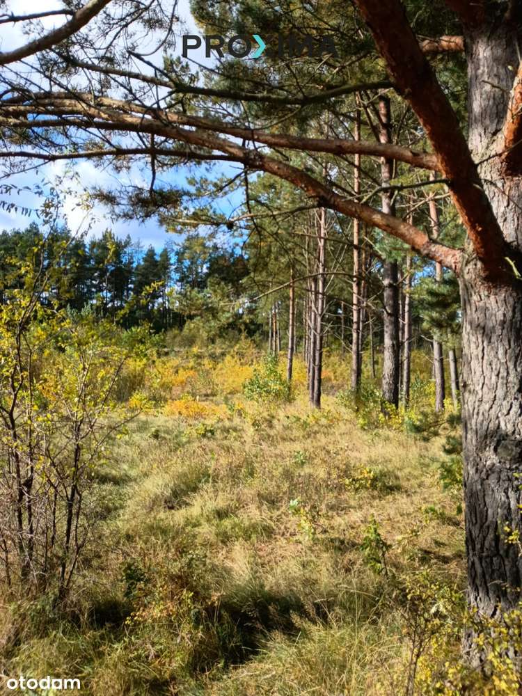 Działka Inwestycyjna – Dąbrówka, Gmina Luzino, Pow-9