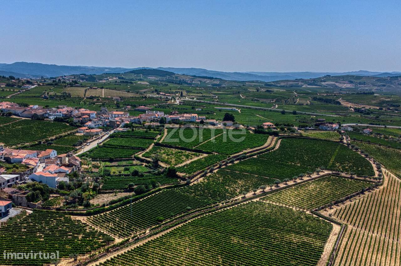 Moradia c/9 divisões, vinha e armazém em Lugar de São Gonçalo, Fava...-38