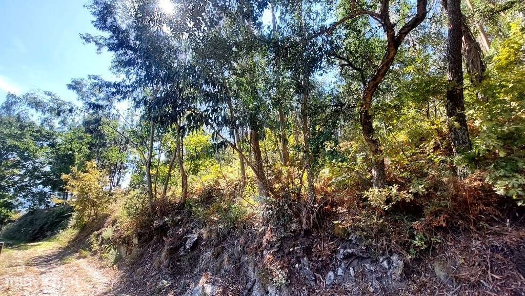 Bouça - Dornelas - Grande imagem: 5/7