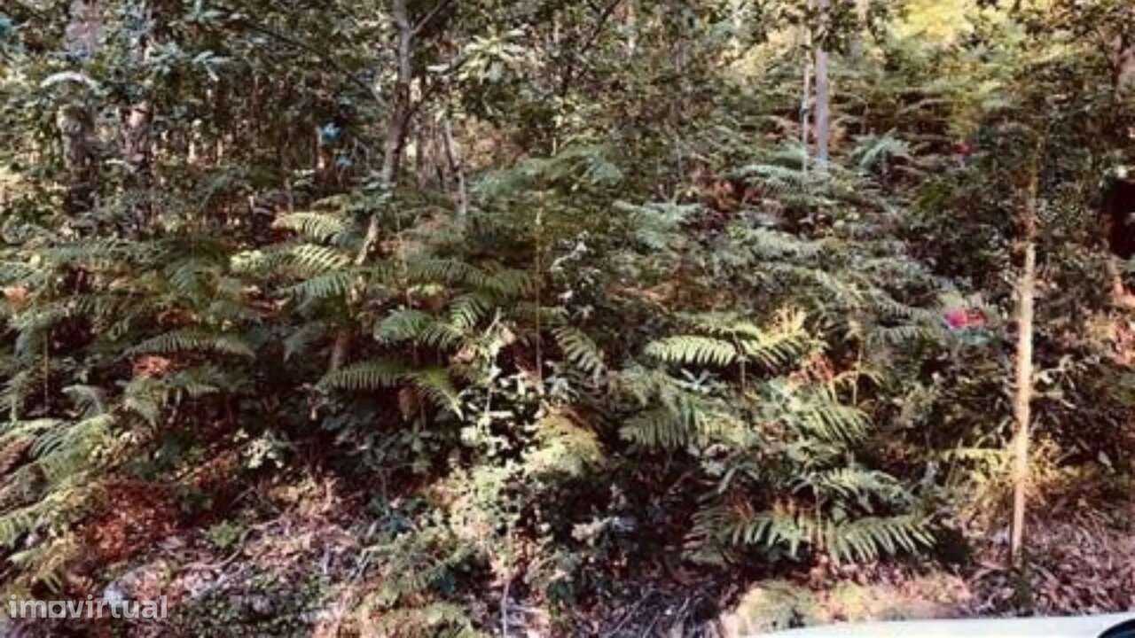 Terreno Florestal em Romariz, Santa Maria da Feira - Grande imagem: 2/4