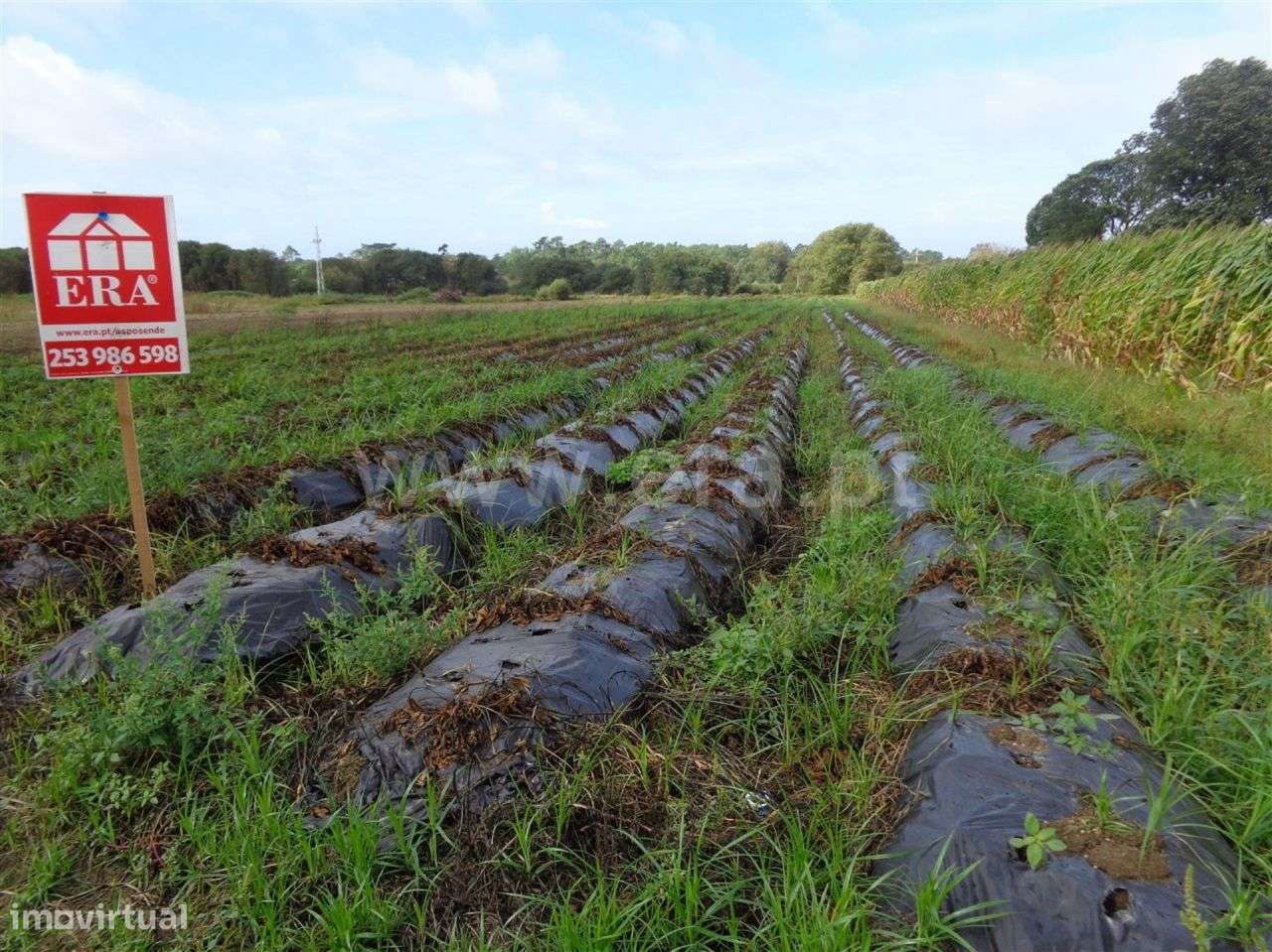 Terreno agrícola em Belinho, Esposende - Grande imagem: 5/5