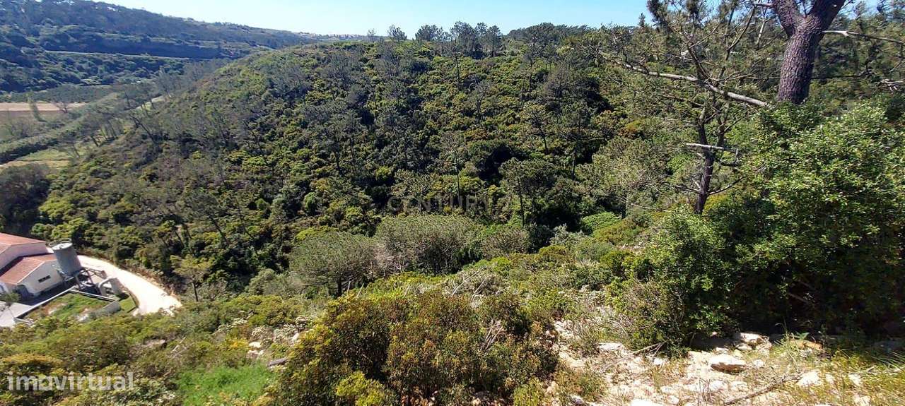 Terreno Rústico em Fonte Boa da Brincosa, Carvoeira -  Mafra - Grande imagem: 5/9