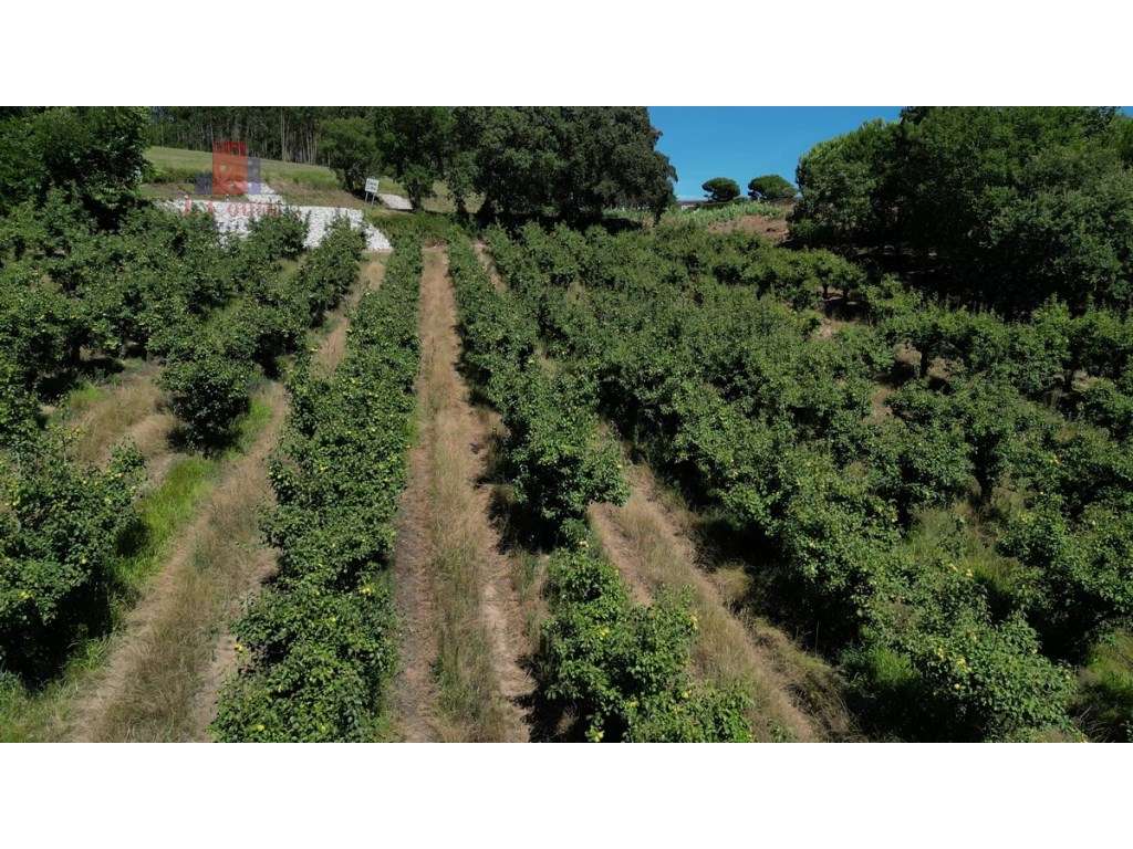 Quintinha com 14.000m2 de terreno com mina de água e árvores de fruto.-41