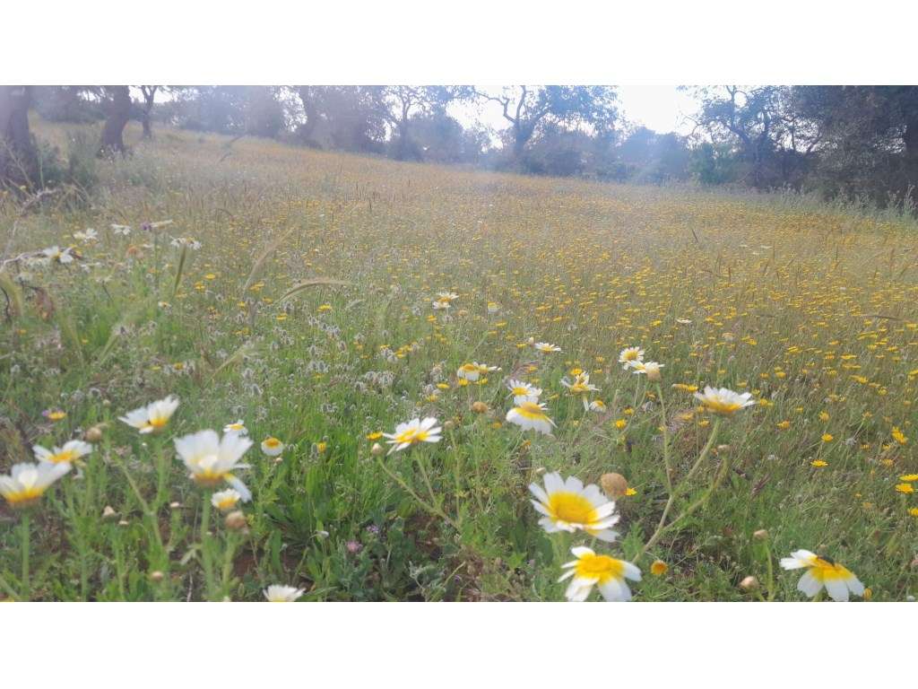 Ruína com 6 divisões em Vale Serves, Albufeira, Algarve - Grande imagem: 5/15