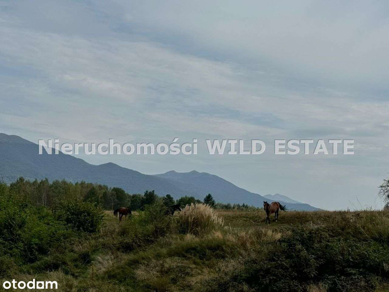 Działka, 25 232 m², Cisna - Pełny obrazek: 5/17