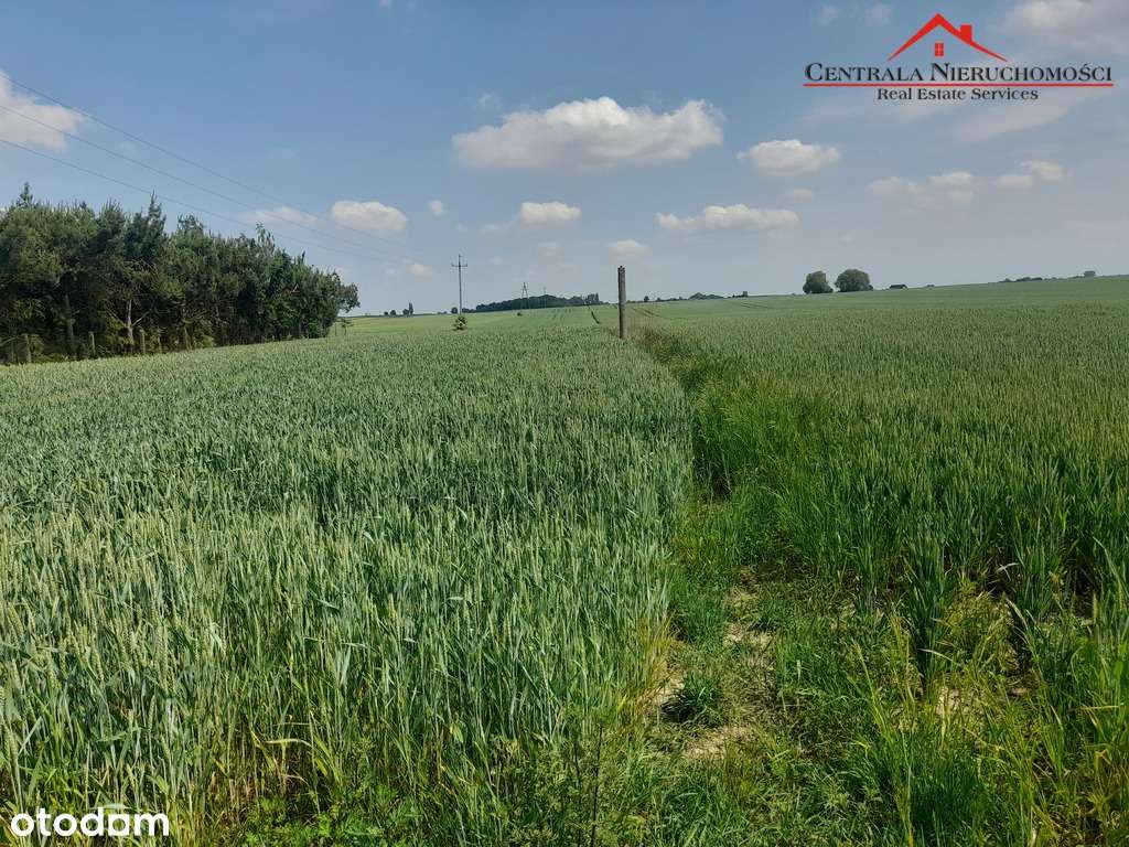 Działka w Różankowie/Świerczyny - Pełny obrazek: 5/11