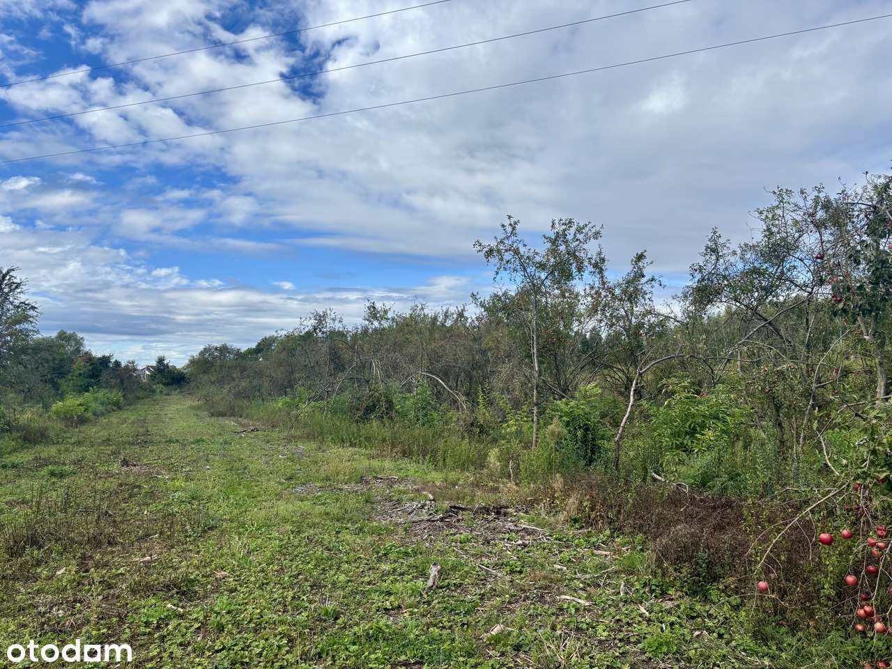 Piękna DZIAŁKA - możliwość wyboru działek i innego podziału - Pełny obrazek: 5/6