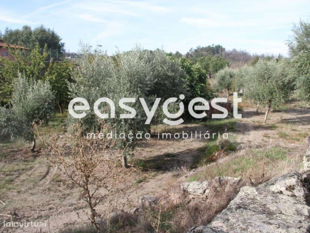Terreno Rústico em Andorinha, Oliveira do Hospital - Grande imagem: 3/15