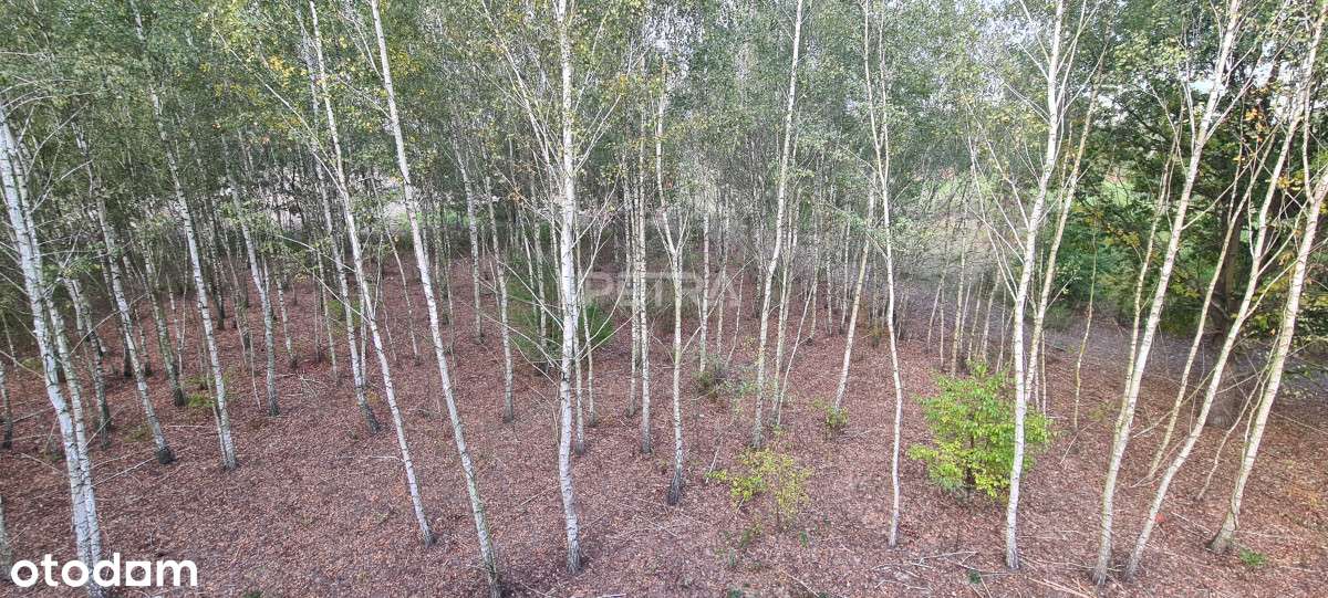 Blliźniak blisko Leszna, 5 pokoi, działka 785 m2-16